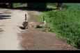 IMG 0271