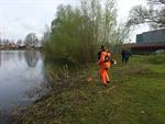 Snoeiwerk Walburgen deel 2 (foto's)